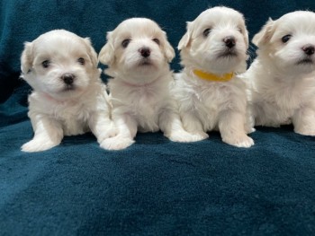 Beautiful Maltese puppies 