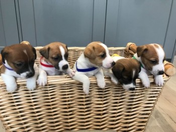 Available Jack Russell Terrier Pups For 