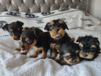 Teacup toy Yorkshire terrier puppies