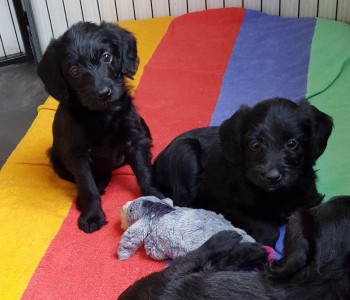 Labradoodle Puppy for Re-homing for sale
