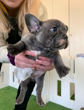 French Bulldog puppies for sale 
