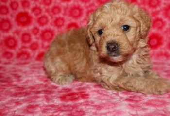 Tiny Toy Poodle Puppies