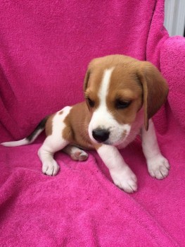 Home raised Beagle Puppies