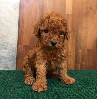 Red Toy Poodle Puppies.