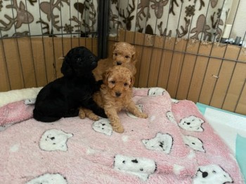 Toy poodle puppies for Sale! (pure breed