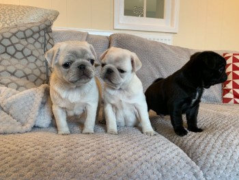 Pug puppies for adoption 