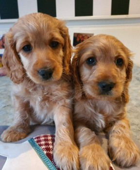 Cute Cockapoo Puppies