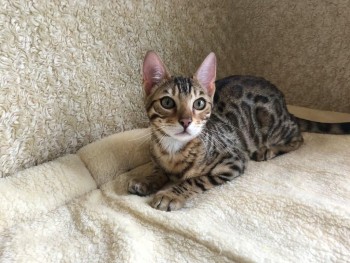 Bengal kittens puppies for adoption 