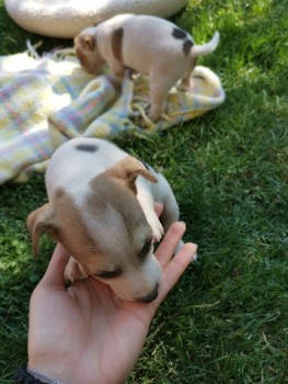 Jack Russell Puppies - Ready To Go
