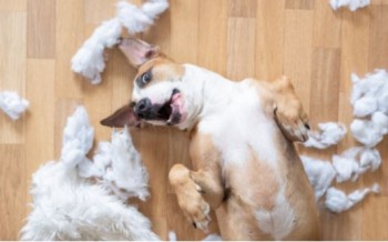 Dog obedience training Melbourne