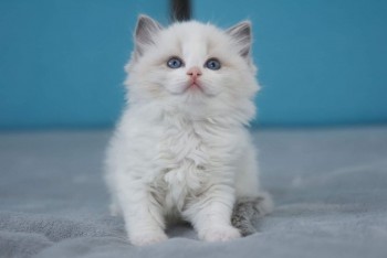  Blue Ragdoll kitten  