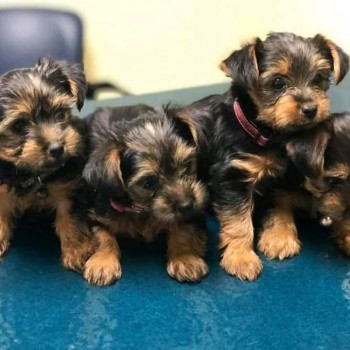 Yorkie Terrier puppies for sale 