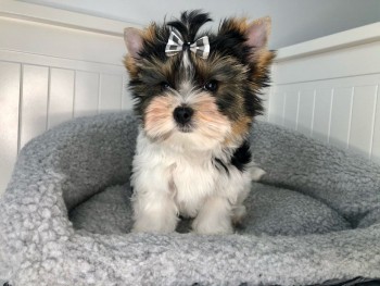 Yorkshire Terrier   Puppies for sale 