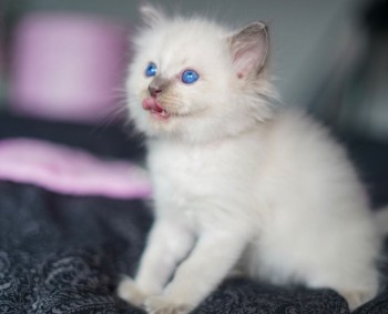 Playful And Lovely  Ragdoll Kittens Avai