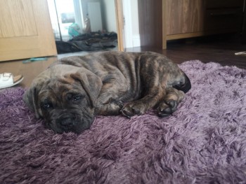Gorgeous Cane Corso  Puppies For Sale