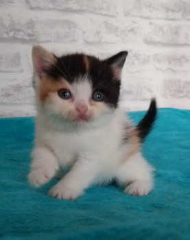 Pure Breed Scottish  Fold Kittens