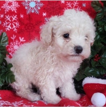 Playful  Maltipoo Puppies for sale 