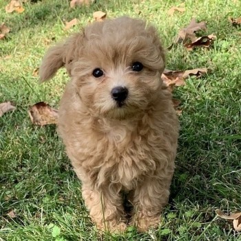 Maltipoo puppies for sale 