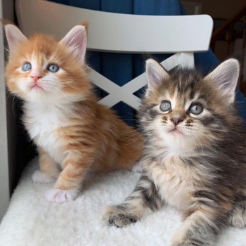 Available Maine Coon Kittens