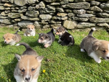 Gorgeous Pembrokeshire Corgi Puppies