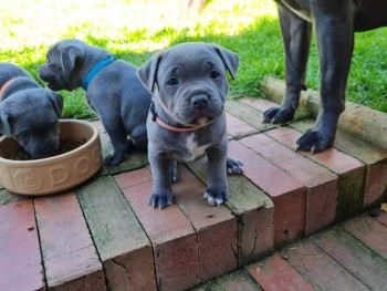 Blue Staffordshire Bull Terrier Puppies