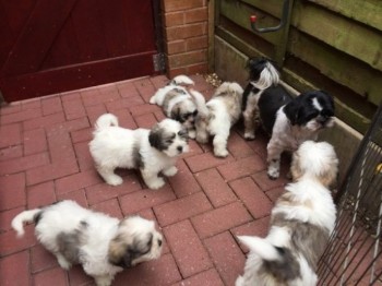 Shitzus Puppies For Sale