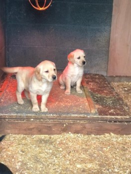 Registered Labrador Puppies