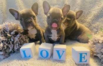 French Bulldogs  Puppies