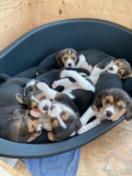  Beautiful Beagle Puppies