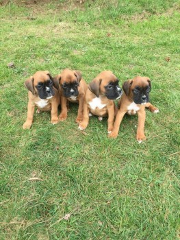 Boxer  Puppies