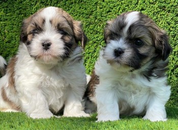 Cute  Shih Tzu Puppies 