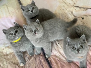 British Shorthair  kittens for sale 