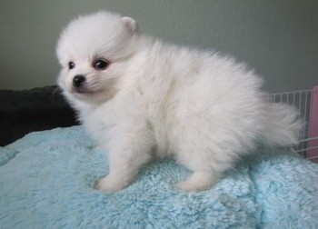 Beautiful Pomeranian Puppies Available
