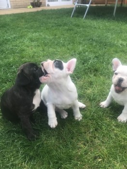 Healthy Male And Females French Bulldogs