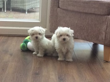Cute Maltese Puppies For New Homes