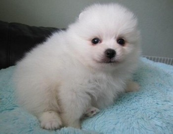 Pomeranian Puppies  Available 