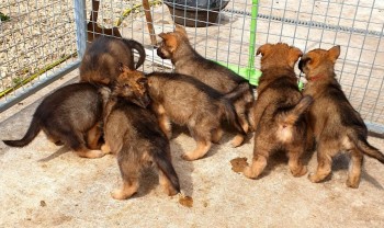 German Shepard Puppies