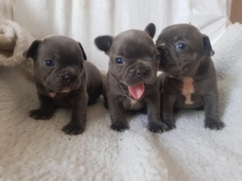 French Bulldogs  Puppies
