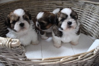 Beautiful Imperial Shih Tzu Puppies for 