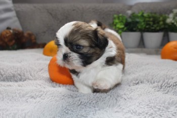 Beautiful Imperial Shih Tzu Puppies for 