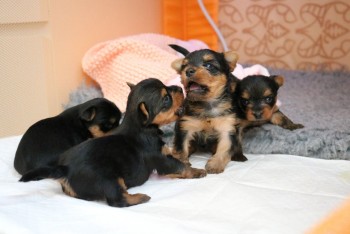Yorkie Puppies Males & Females for sale 