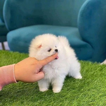 Beautiful White Tea Cup Pomeranian Puppi