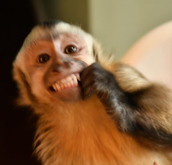 Capuchin monkey available for sale