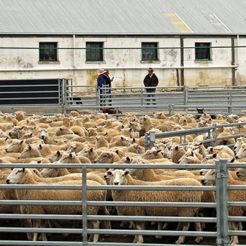 Buy Permanent Sheep Yards