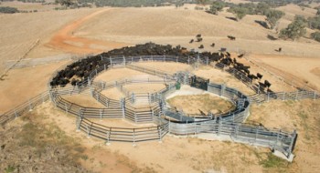 Permanent Cattle Yards for Sale
