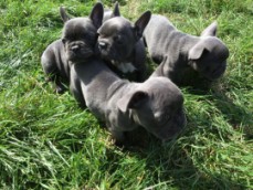 French Bulldogs Ready To Leave Now