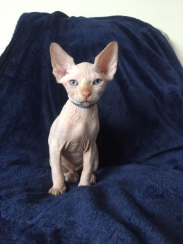 Awesome Sphynx Kittens Available