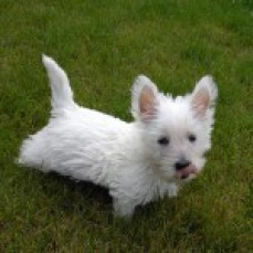 Stunning West Highland White Pups