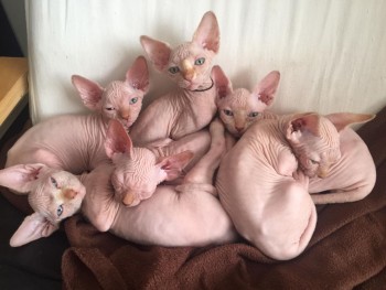 Friendly  Sphynx Kittens Available