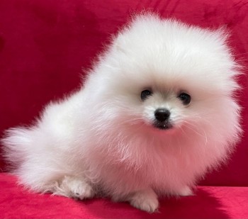 Pomeranian puppy available! 